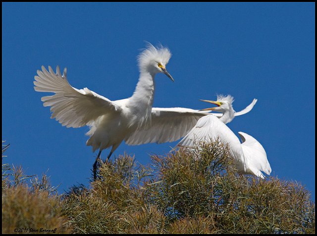 _1SB5567 snowy egret  feeding fledge.jpg